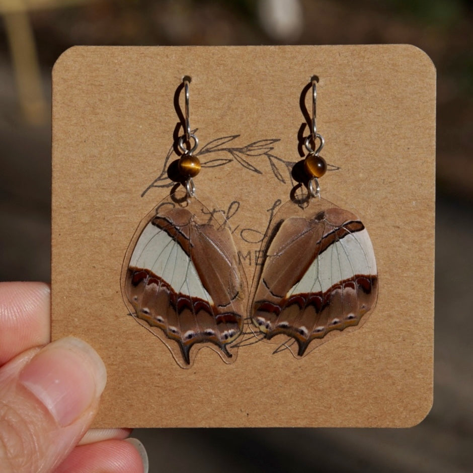 Real Butterfly Wings