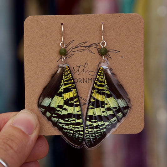 Real Butterfly Wings