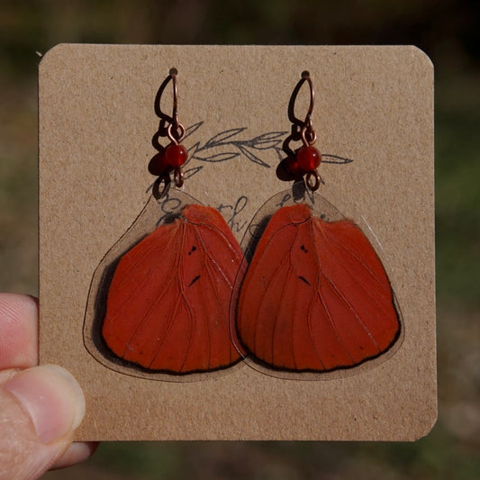 Real Butterfly Wings